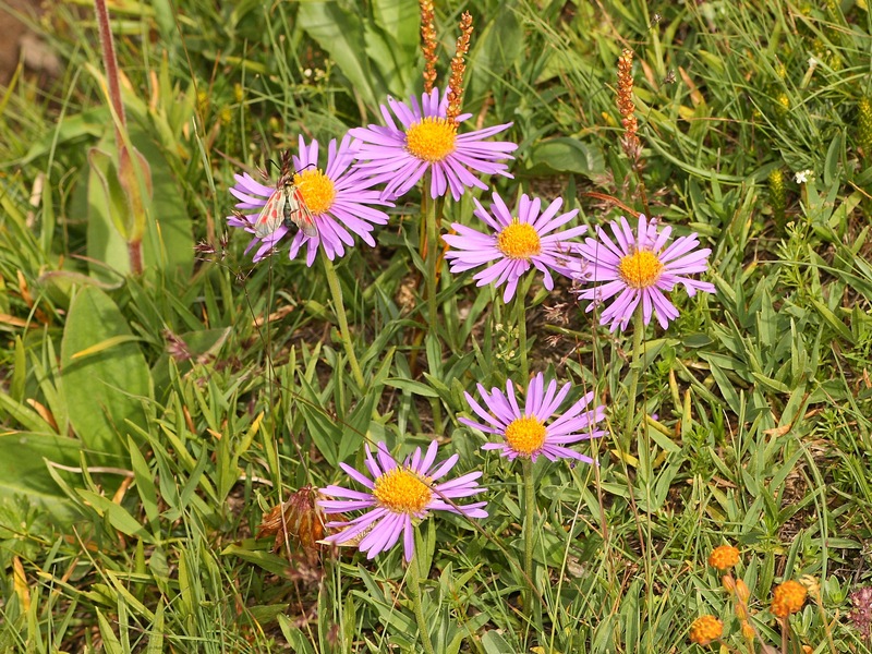 Aster alpinus